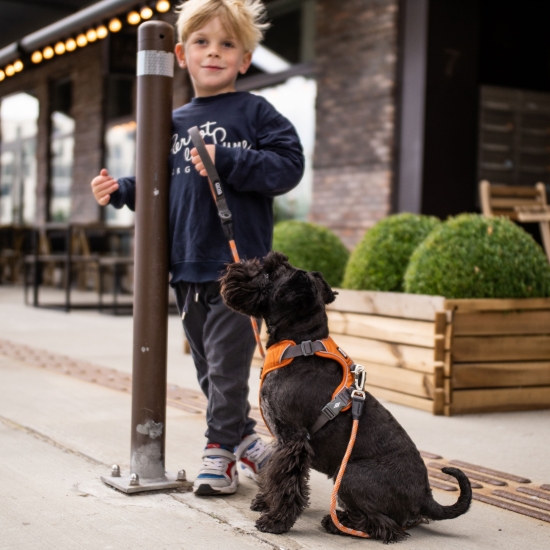 DOG Copenhagen - V2 Comfort Walk Pro Hundegeschirr Orange Sun